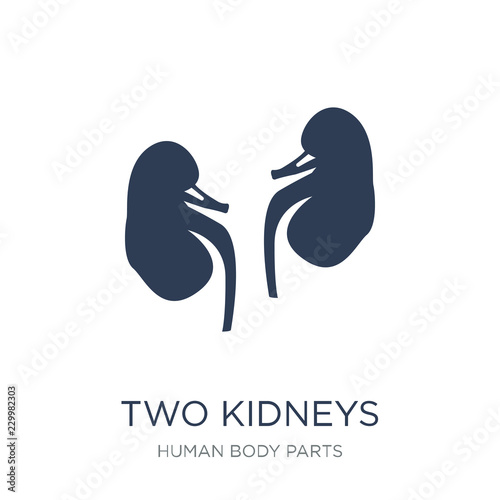 Two Kidneys icon. Trendy flat vector Two Kidneys icon on white background from Human Body Parts collection