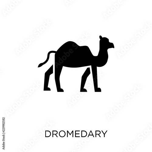 Dromedary icon. Dromedary symbol design from Desert collection.