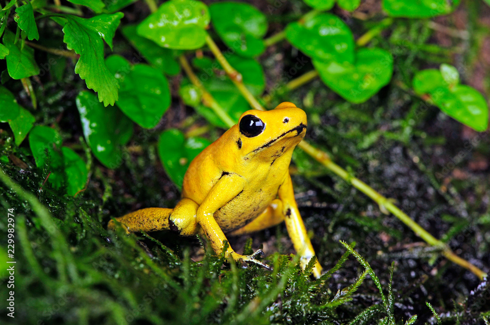 Fototapeta premium Straszna żaba z trucizną (Phyllobates terribilis) - Złota żaba trucizna