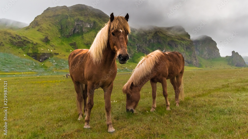 Fototapeta premium Iceland