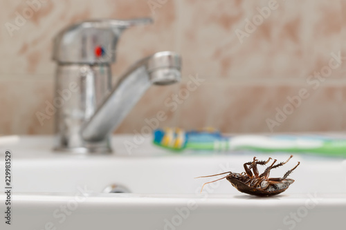 Dead cockroach on the sink on the background of the water faucet and brown tile in bathroom. Inside buildings. Fight with cockroaches in the apartment. Extermination.