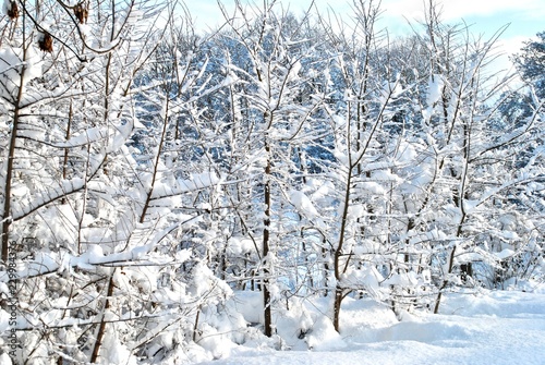 snow covered trees