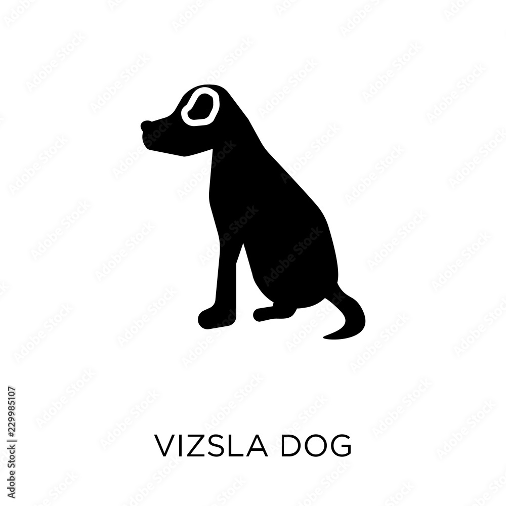 Obraz premium Vizsla dog icon. Vizsla dog symbol design from Dogs collection.