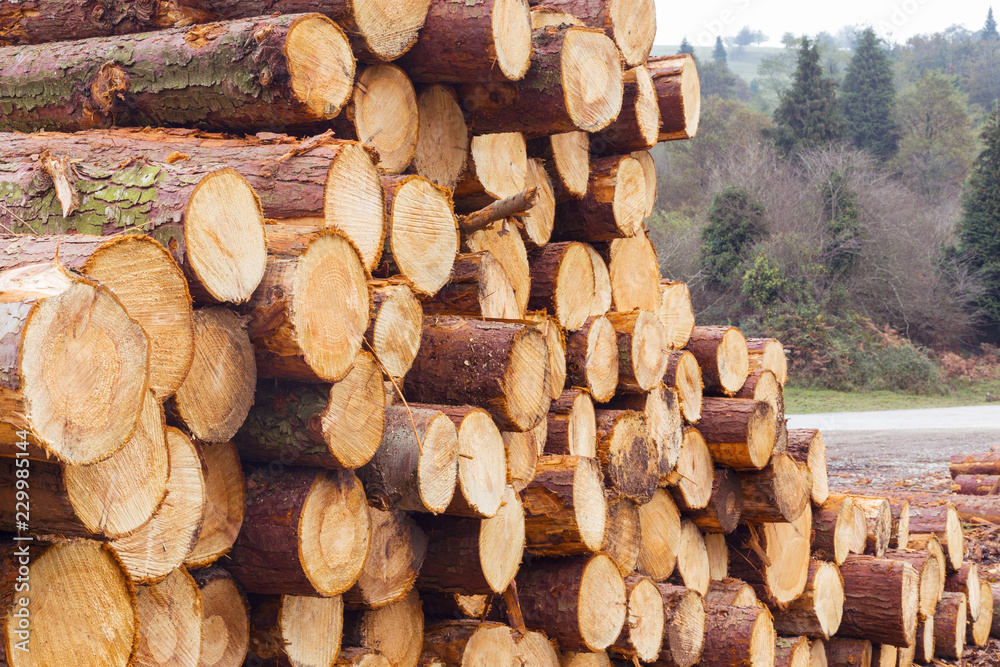 Obraz premium Freshly cut tree logs in a big pile, in nature, in the Gorbea natural park, Basque country, Spain.