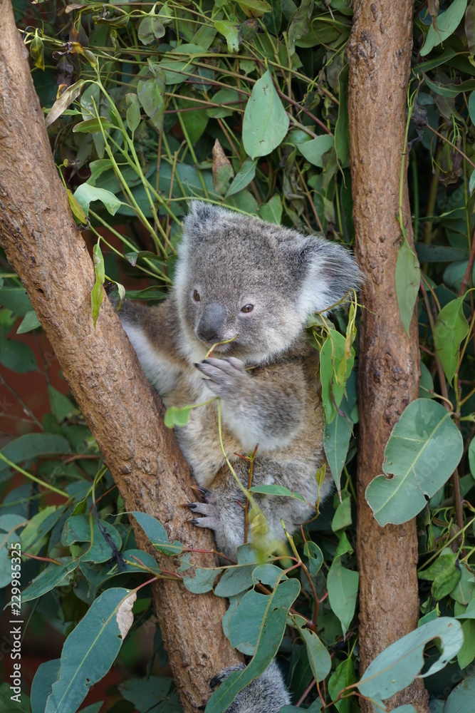 Obraz premium koala in a tree