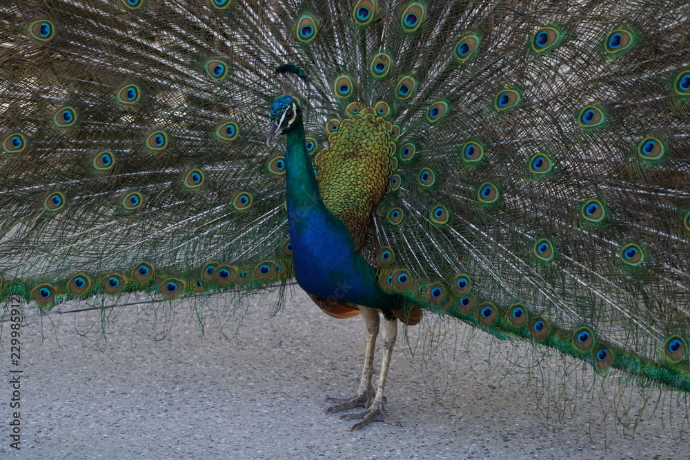 Obraz premium peacock with feathers out