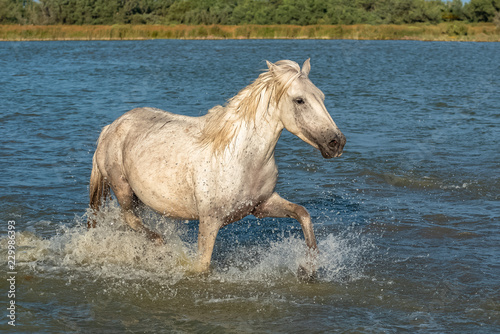 Beautiful white horse running in the water  evening light 