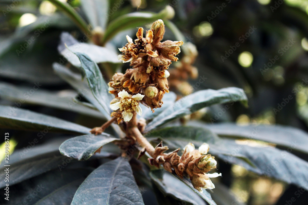 pine cone on a branch