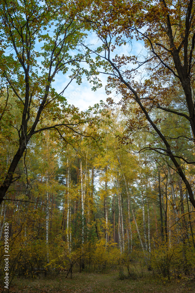 Fall in deciduous forest