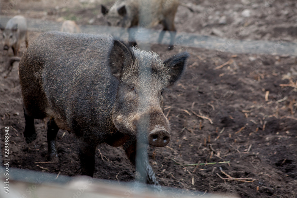 Wild boar in a cage behind a lattice. A wild pig in the forest. Animals in a national park, in a zoo Wild boar in a cage behind a lattice. A wild pig in the forest. Animals in a national park, in a zoo