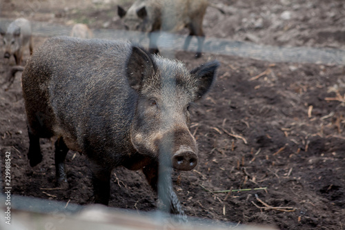Wild boar in a cage behind a lattice. A wild pig in the forest. Animals in a national park, in a zoo © volody10