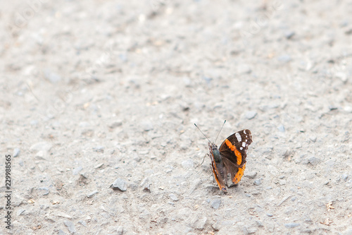 butterfly on a gravel road photo