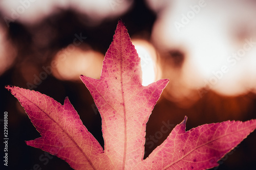 Red Leaf in Fall photo