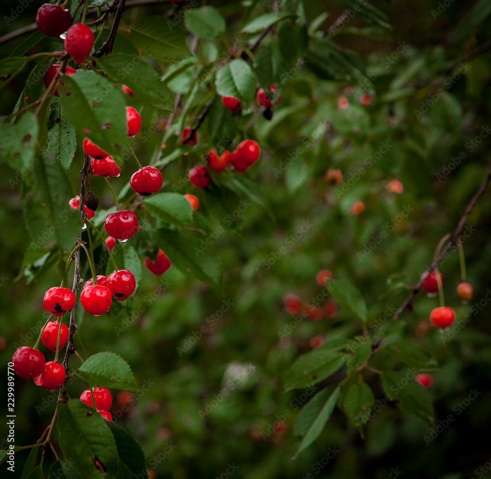 Cherry in the drops after the rain in the garden Cherry in the drops after the rain in the garden