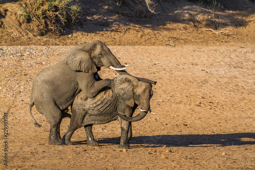African bush elephant in Kruger National park, South Africa ; Specie Loxodonta africana family of Elephantidae