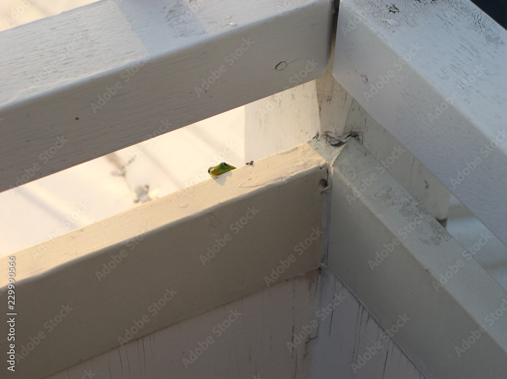 Gecko Peaking on Porch