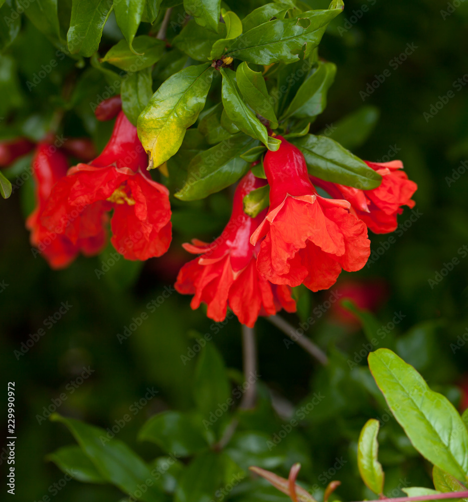 Fototapeta premium Blossoming pomegranate tree