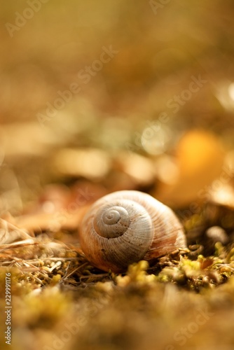 Snail shell in autumn grass background.