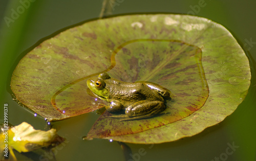 Cuadro en lienzo Frog On A Lilly Pad