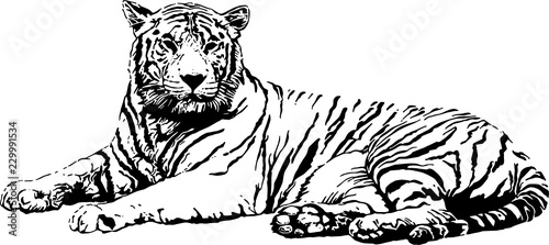 Reclining Tiger, contrast/shadow painting. SVG photo