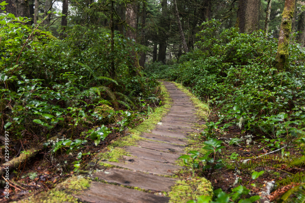 Boardwalk PNW rainforest