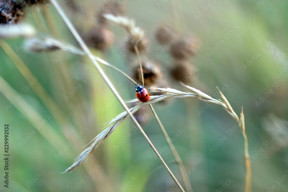Naklejka premium biedronka na uchu w jesiennym polu. owad na tle trawy polnej.