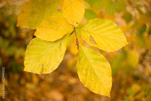 utumn colored background, green and yellow leaves of oak and beech in autumn.