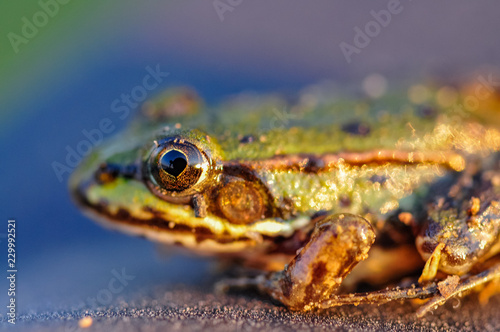 frog closeup © Krzysztof