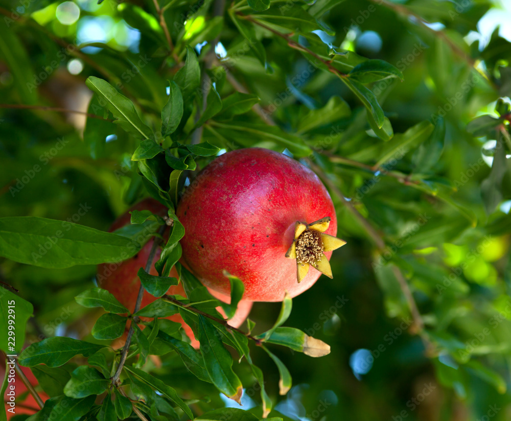 Fotografie Ripe fruit hanging on a pomegranate tree