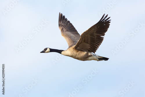 Lone Goose Flying