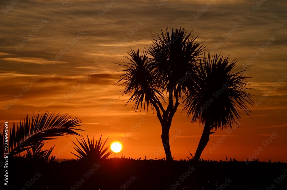 Lever de soleil devant les palmiers