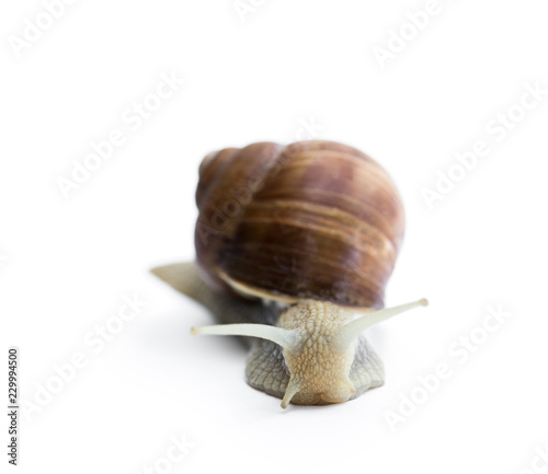 Garden snail isolated on white