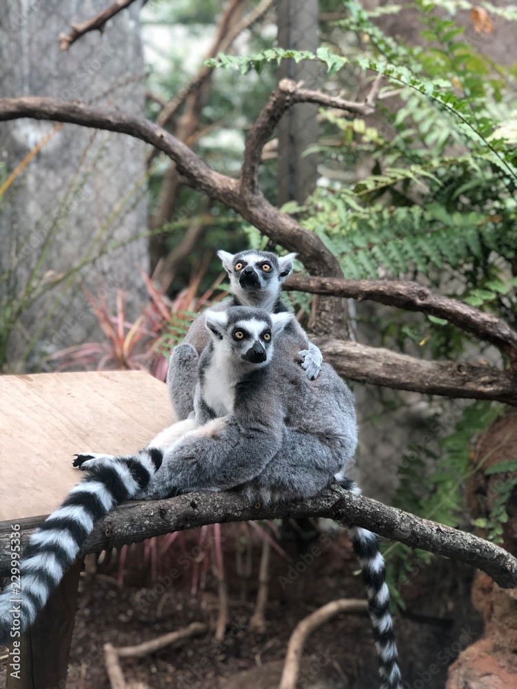 Obraz premium Two Lemurs
