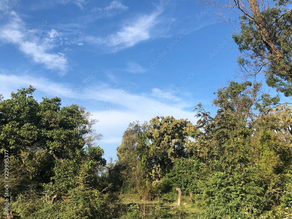 Obraz premium African Forest