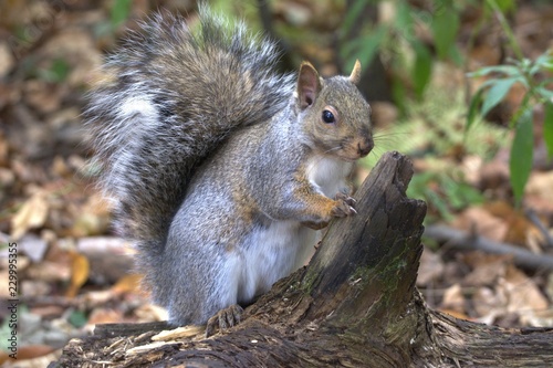 Gray Squirrel in forest