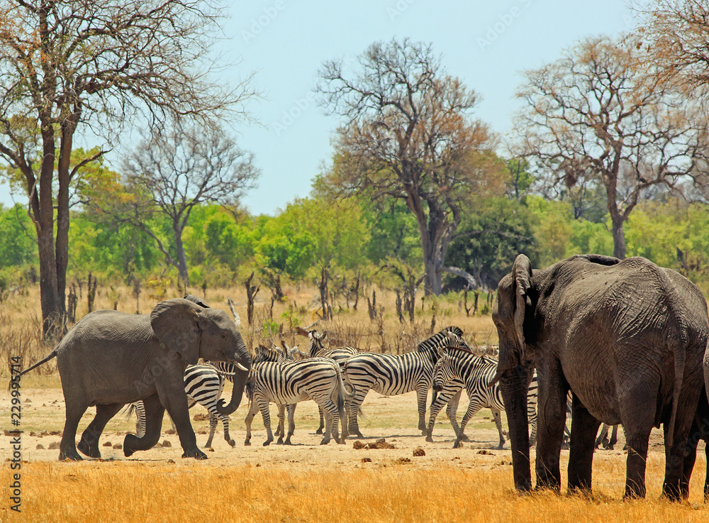 Fototapeta premium Herd of elephant and zebras next to a waterhole in Makololo Camp, with a natural bush background and clear bluse sky - Hwange National Park, Zimbabwe