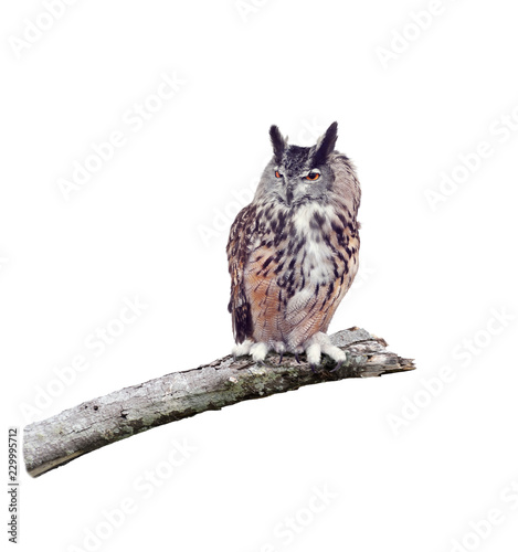 Great Horned Owl perched on a branch