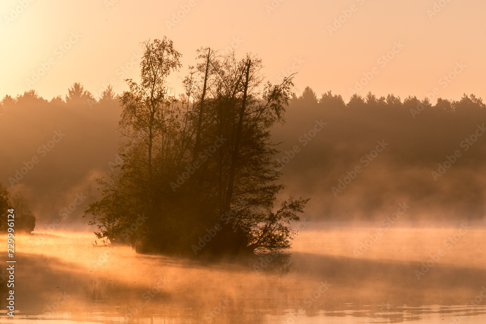 Naklejka premium Group of trees in misty lake / Nebliger Morgen über dem Wasser