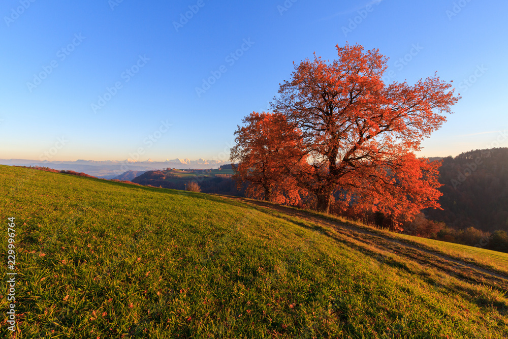 Red autumn tree and path at sunset with the Bernese Alps in the background.