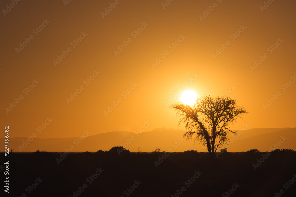 Sunrise behind a tree silhouette near Sossusvlei in the Namib Desert, Namibia.