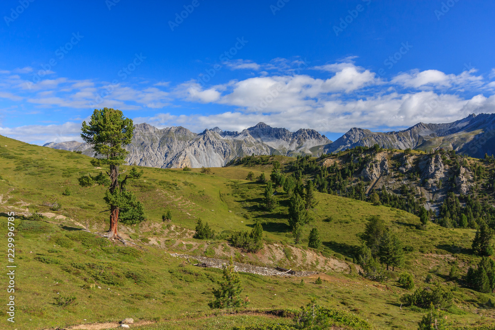 Rugged environment with conifer trees and gras hills in the Swiss National Park, Graubuenden, Switzerland.