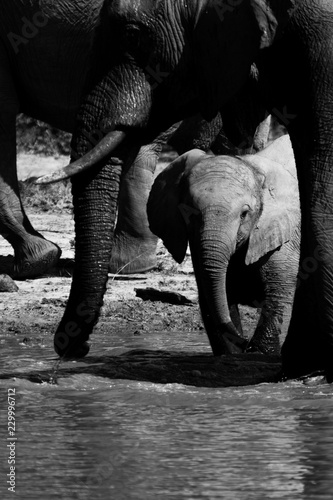 Baby elephant in black and white under the safety of mum at a waterhole in the Okavango Delta, Botswana.