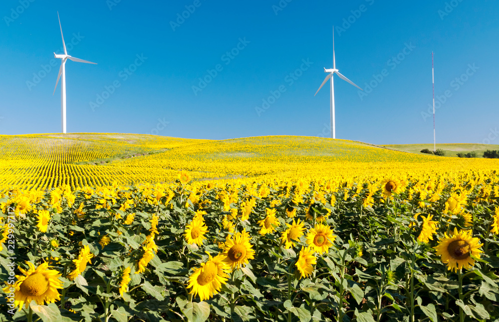 Sunflower field with two windmills in the background under blue sky in the fields