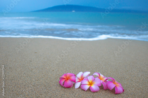 Group of Plumeria Flowers on Sand with Wave Ocean and Island in Background