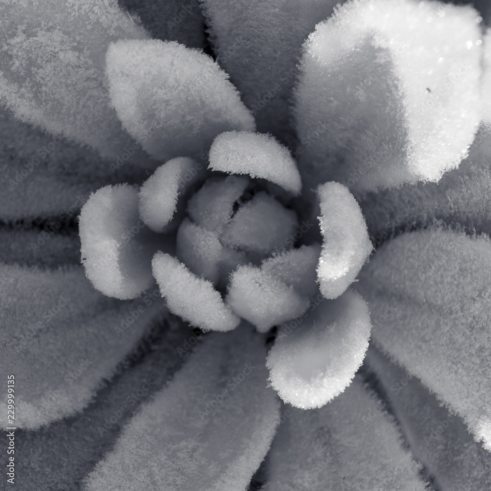 Frosted mullein plant in black and white Frosted mullein plant in black and white