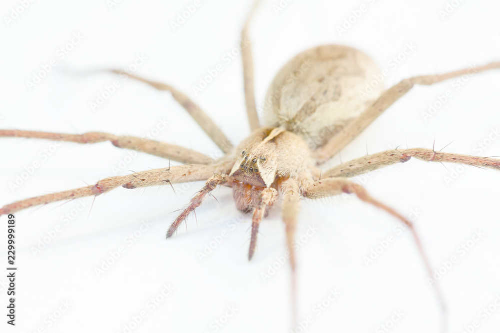 Listspinne