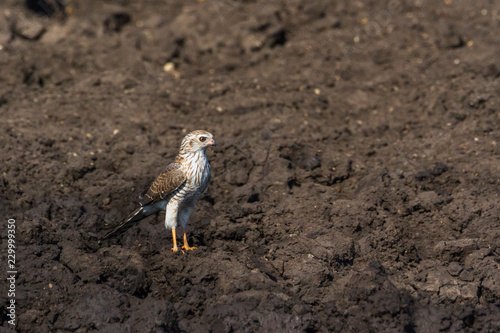 Dark Chanting Goshawk in Kruger National park, South Africa ; Specie Melierax metabates family of Accipitridae photo