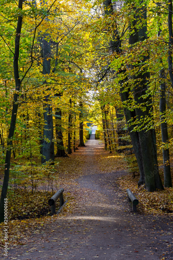 Obraz premium autumn in a park north of Copenhagen