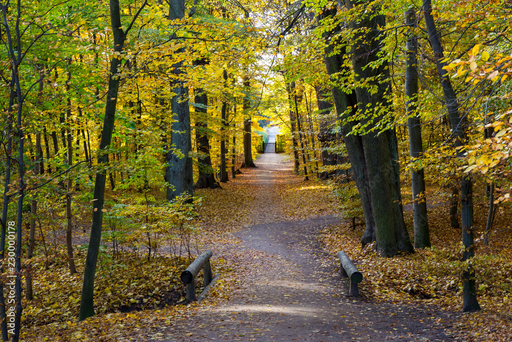 Fototapeta premium autumn in a park north of Copenhagen