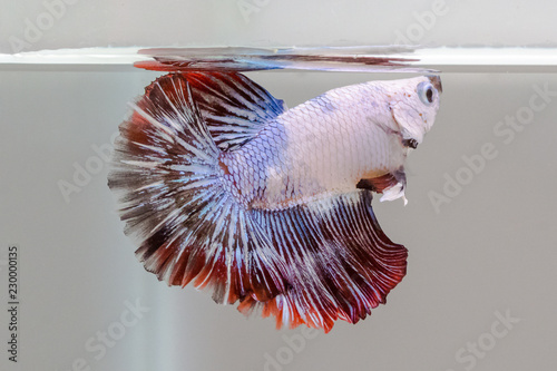 halfmoon siamese fighting fish